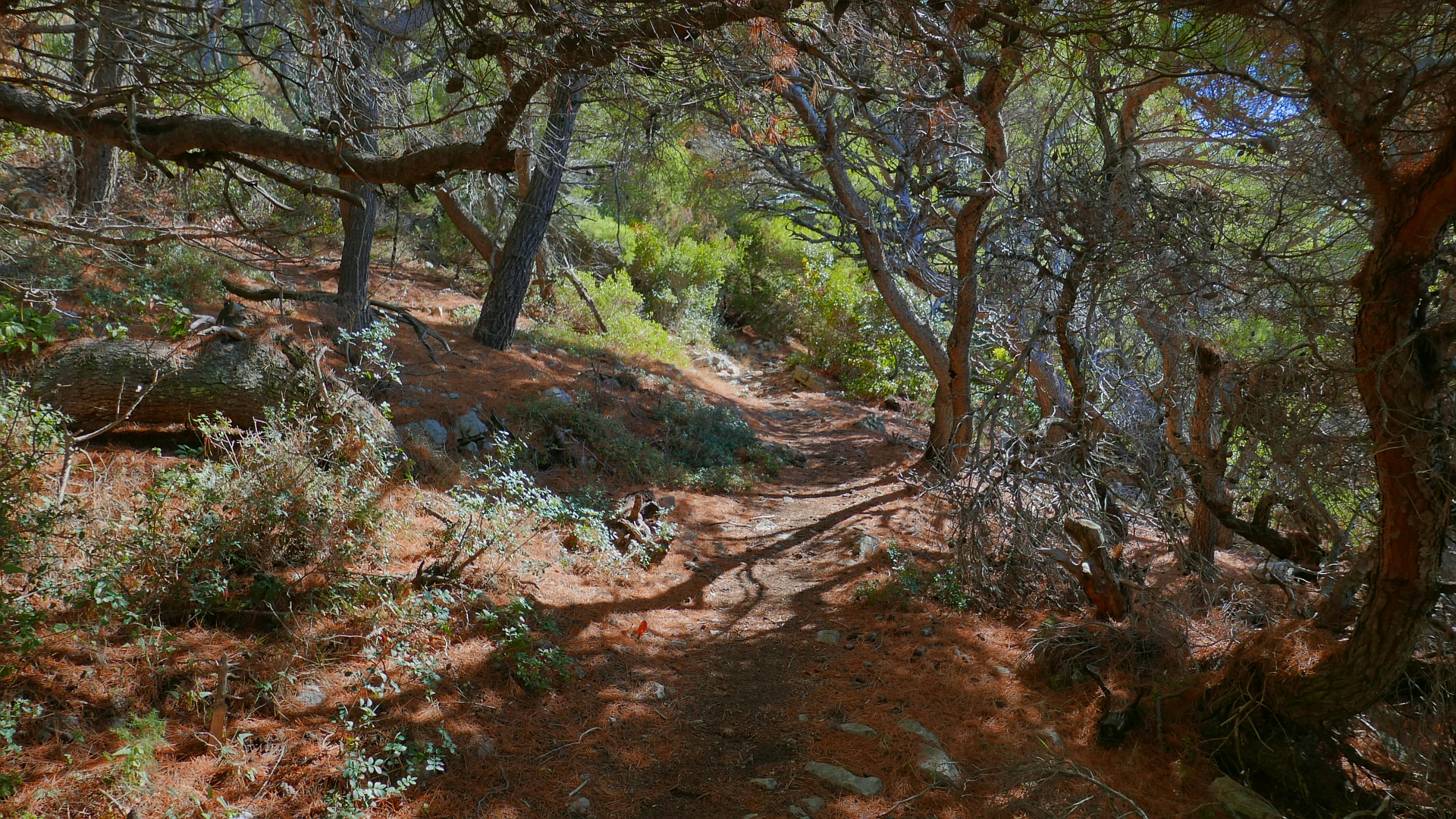 Put preko Solina – začarani gozd