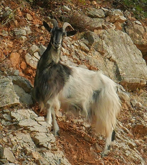 Gorska koza pozira na začetku poti na Veliki Planjak